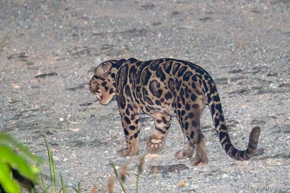 Sunda Clouded Leopard